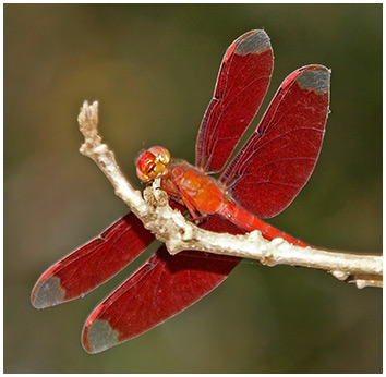 Neurothemis fulvia