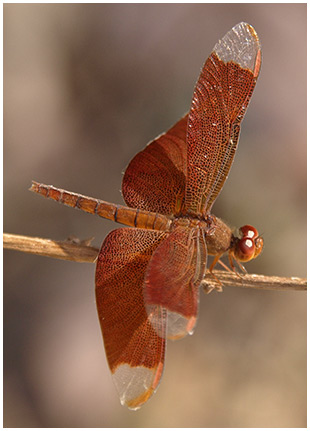 Neurothemis fulvia femelle