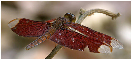 Neurothemis fulvia femelle