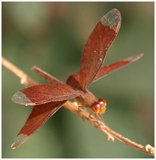 Neurothemis fulvia femelle