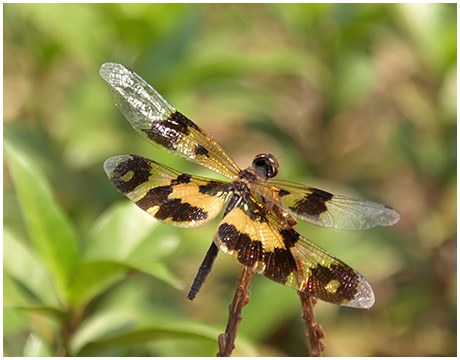 Rhyothemis variegata femelle