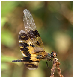 Rhyothemis variegata femelle