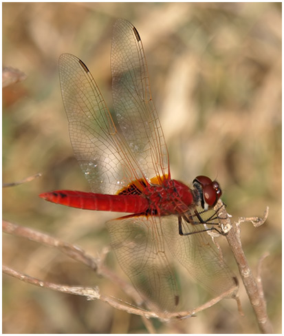 Urothemis signata mâle