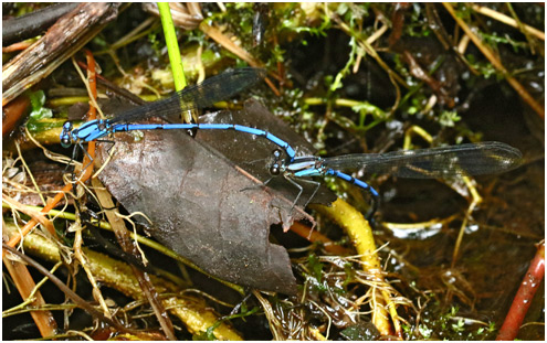 Argia medullaris ponte