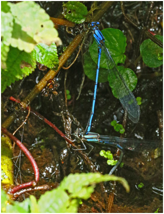 Argia medullaris ponte