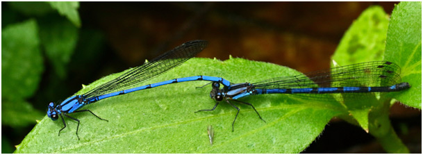 Argia medullaris tandem