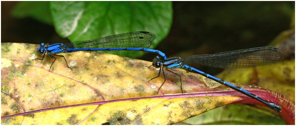 Argia medullaris tandem