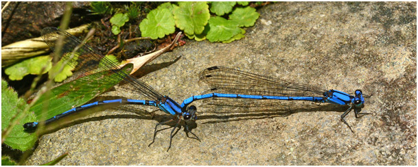 Argia medullaris tandem