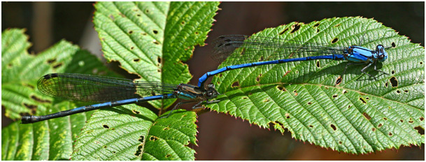 Argia medullaris tandem