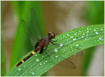 Erythemis attala femelle