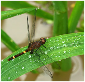 Erythemis attala femelle