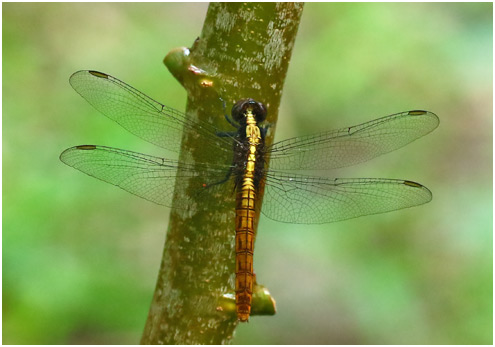 Erythemis peruviana femelle