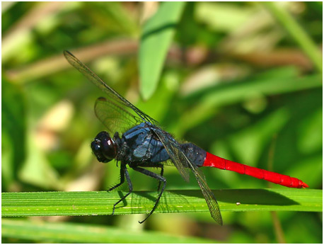 Erythemis peruviana mâle