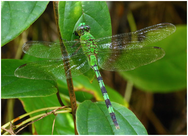 Erythemis vesiculosa femelle