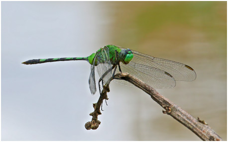 Erythemis vesiculosa mâle