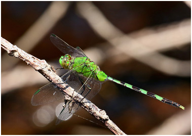 Erythemis vesiculosa mâle