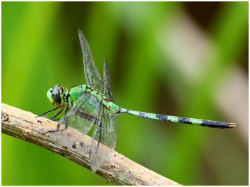 Erythemis vesiculosa mâle