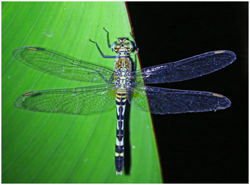 Erythrodiplax attenuata femelle