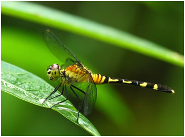 Erythrodiplax attenuata femelle immature