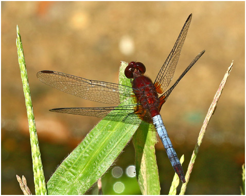 Erythrodiplax fusca mâle