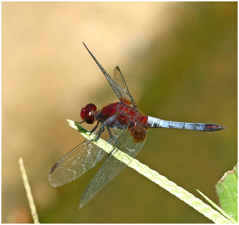 Erythrodiplax fusca mâle