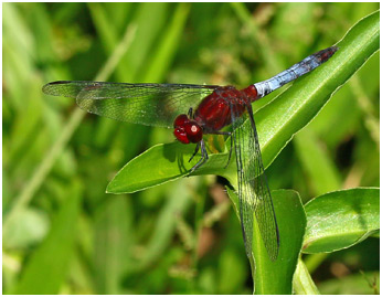 Erythrodiplax fusca mâle