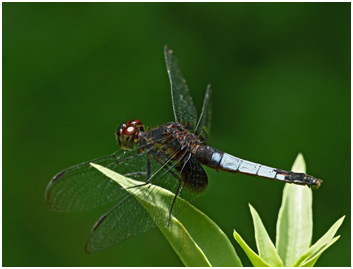 Erythrodiplax unimaculata femelle