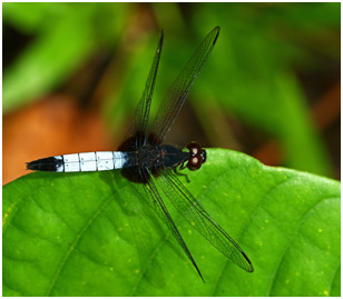 Erythrodiplax unimaculata femelle