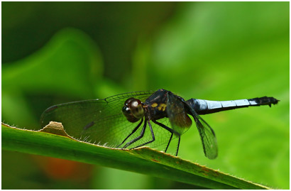 Erythrodiplax unimaculata femelle