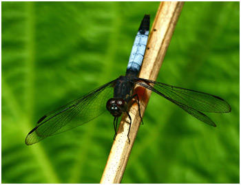 Erythrodiplax unimaculata femelle