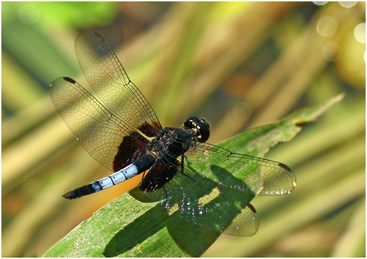 Erythrodiplax unimaculata mâle