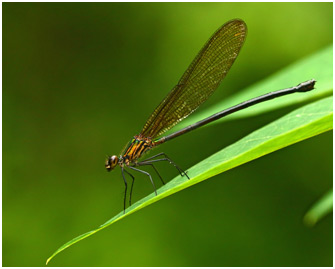 Hetaerina sanguinea femelle 