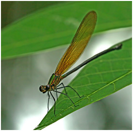 Hetaerina sanguinea femelle 