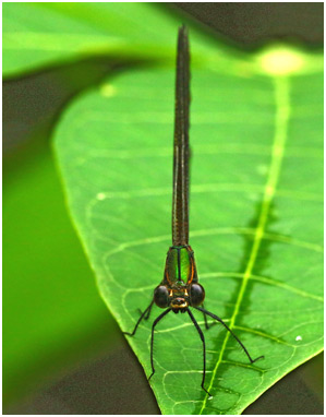 Hetaerina sanguinea femelle 