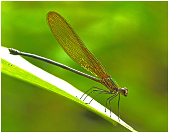 Hetaerina sanguinea femelle 