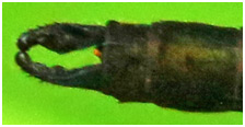 Hetaerina sanguinea mâle, appendices anaux