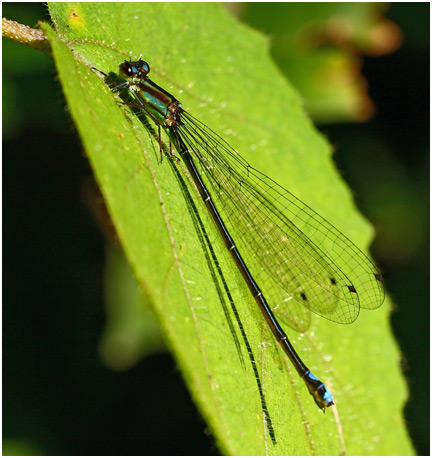 Mesamphiagrion rosseri femelle