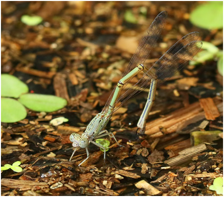 Neoneura confundens femelle