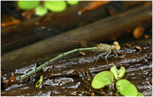 Neoneura confundens femelle