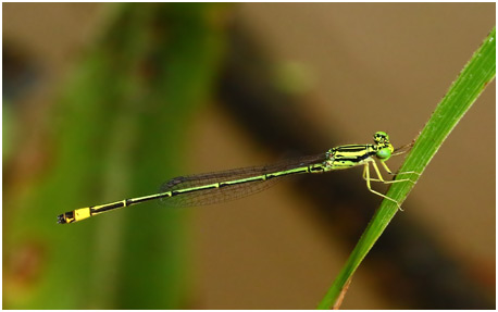 Neoneura confundens mâle