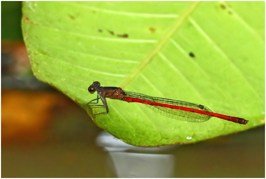 Neoneura rubriventris male