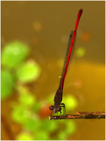 Neoneura rubriventris male