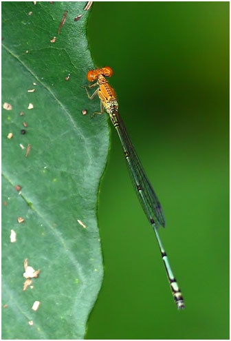 Neoneura rufithorax mâle