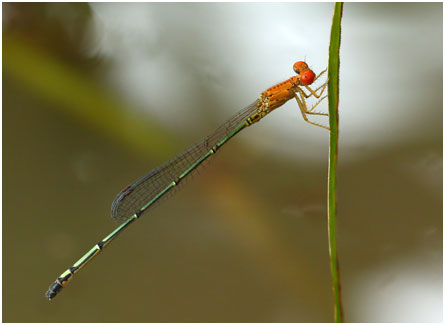 Neoneura rufithorax mâle