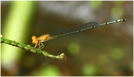 Neoneura rufithorax mâle