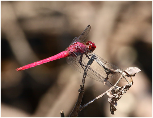 Orthemis discolor mâle