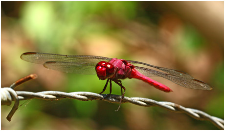 Orthemis discolor mâle