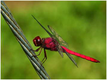 Orthemis schmidti mâle