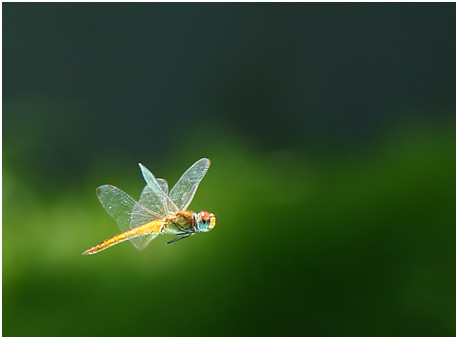 Pantala flavescens mâle