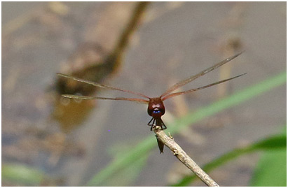 Tramea calverti mâle